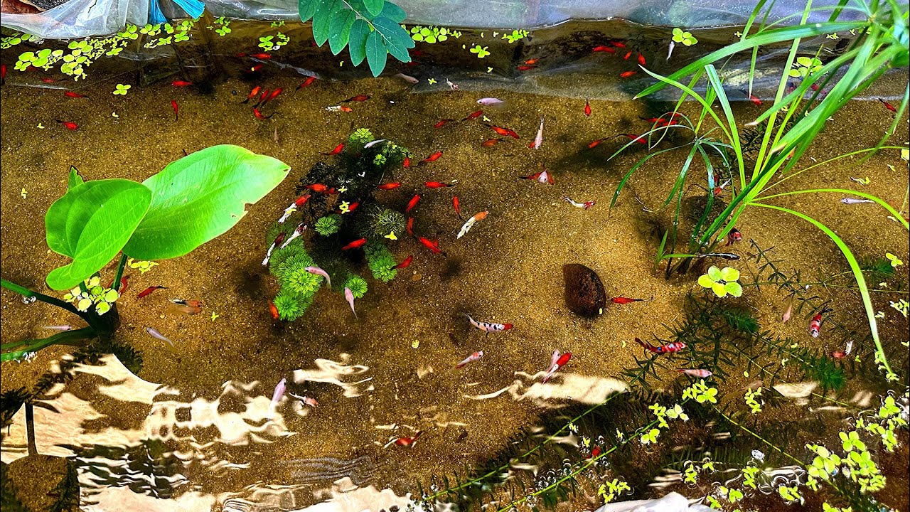 Mương Cá Thuỷ Sinh Siêu Mê Hoặc | Ngắm Cá Thư Giãn | Dat Guppy