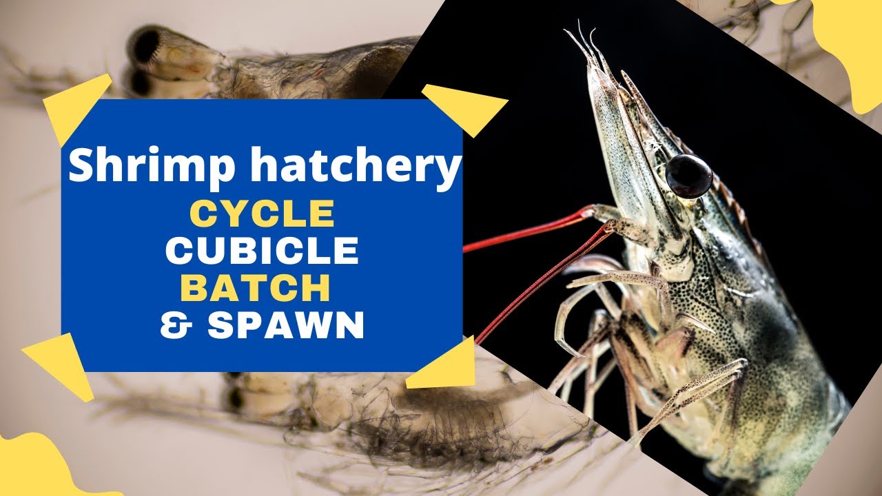 What is Cycle , Cubicle, Batch and Spawn  ? (English)