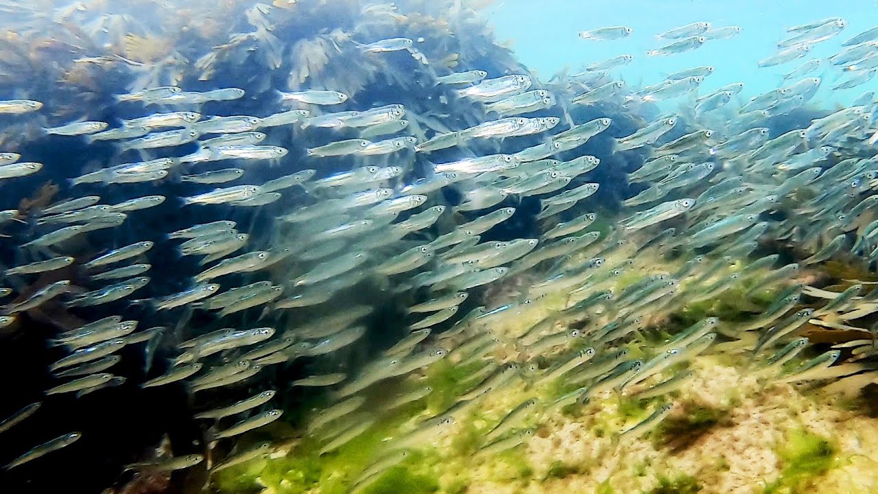 Snorkelling St Andrews at lunchtime