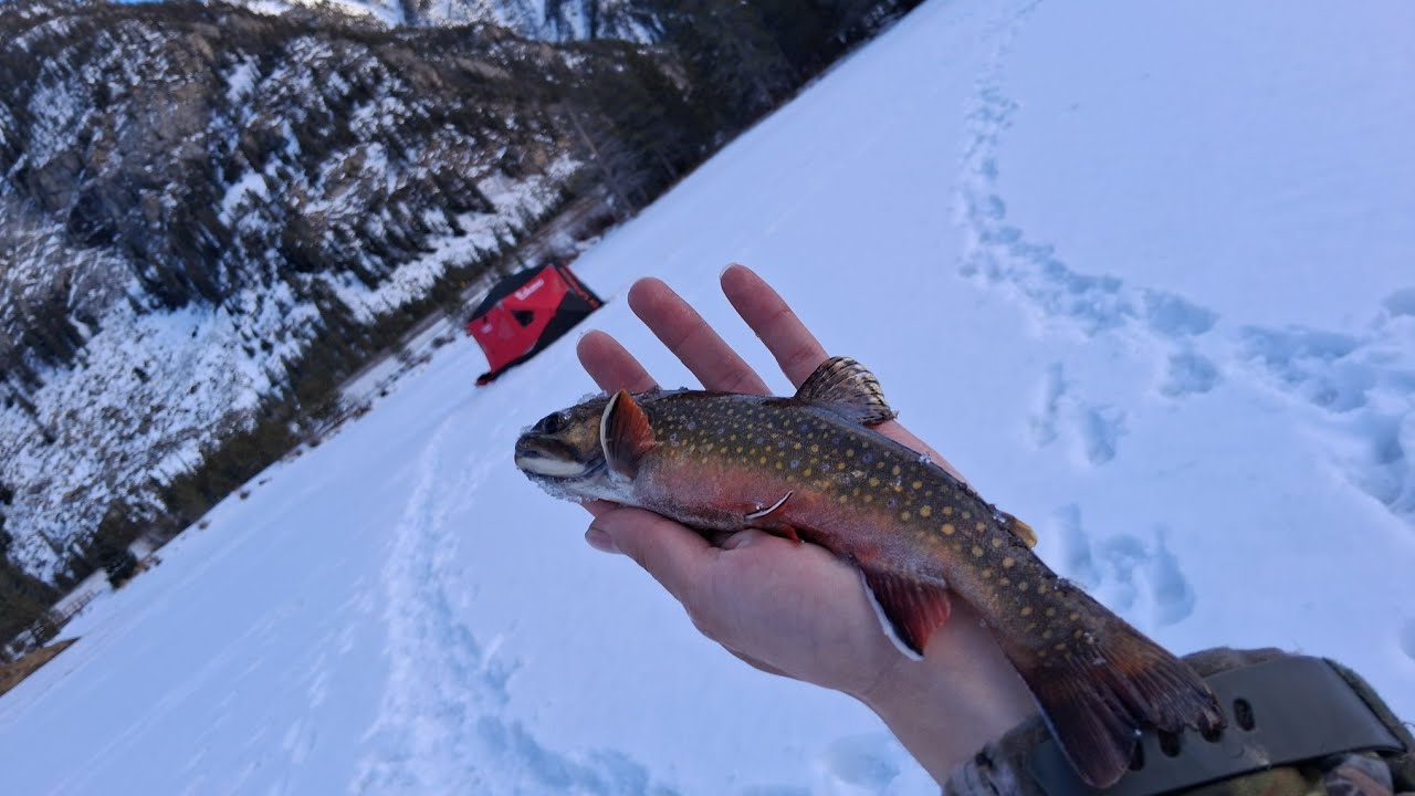 Beautiful colorado trout ice fishing 