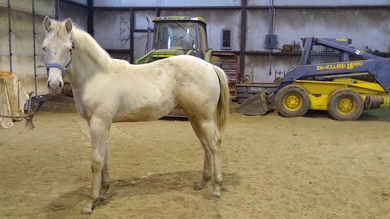 2019 Perlino stud Colt Skipper W
