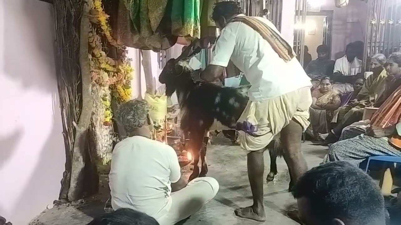 Mudda buddu golla chadhuvu Contact; 7032514472