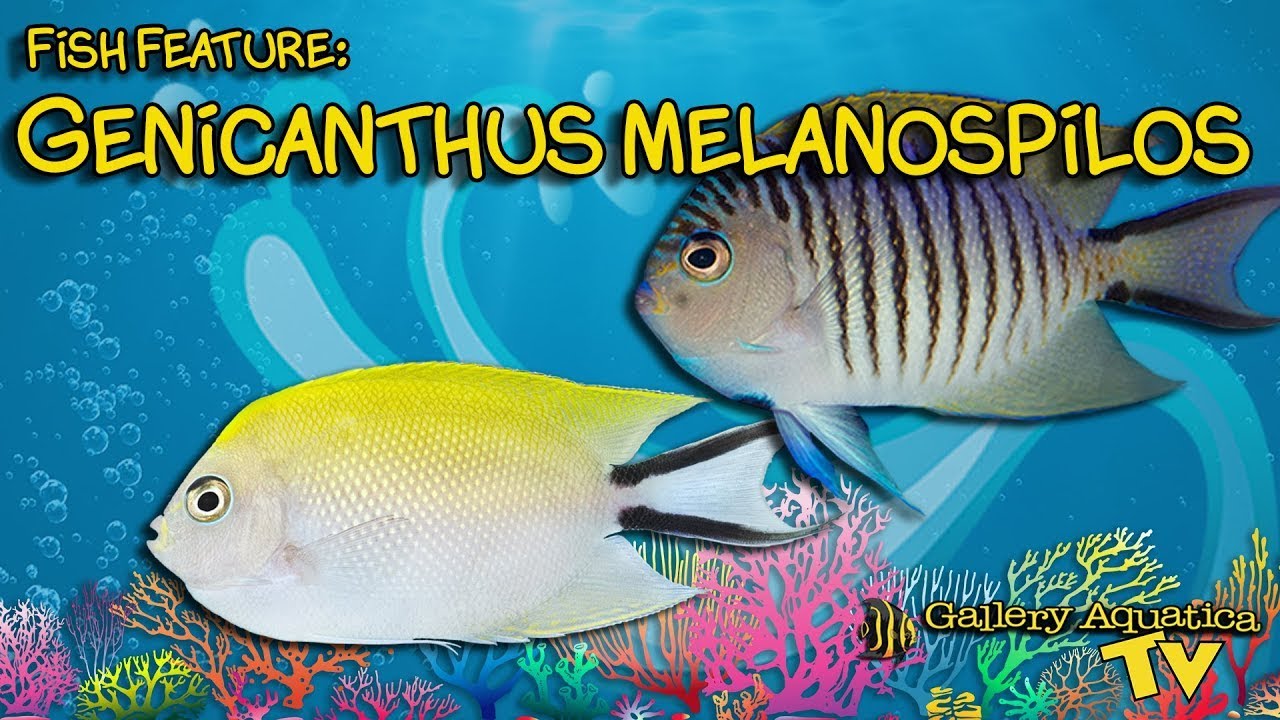Fish Feature: Genicanthus Melanospilos