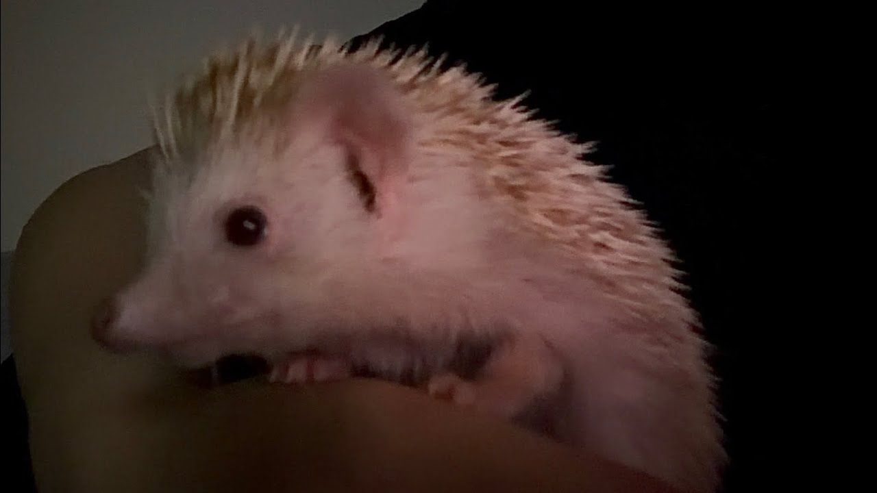I feel incredibly safe in my dad's arms😌😌🦔 #刺蝟 #hedgehog 
