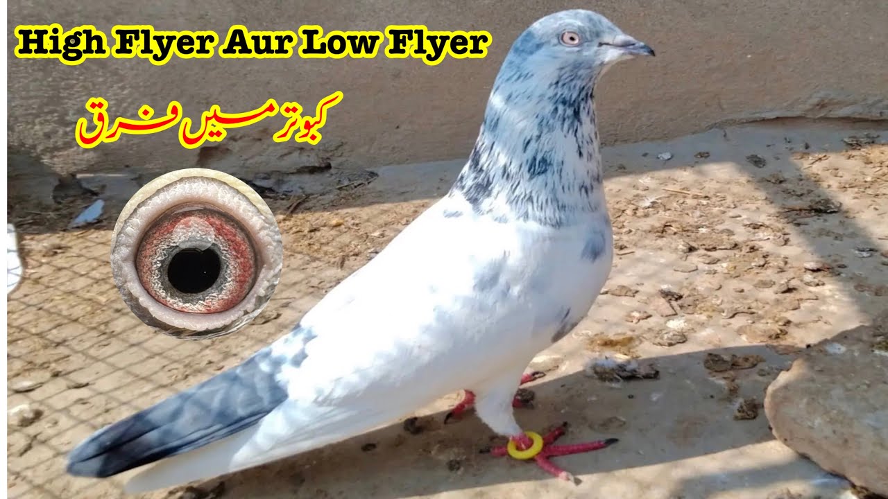 High Flyer Aur Low Flyer Kabootar Main Farq || Afzaal Pigeons