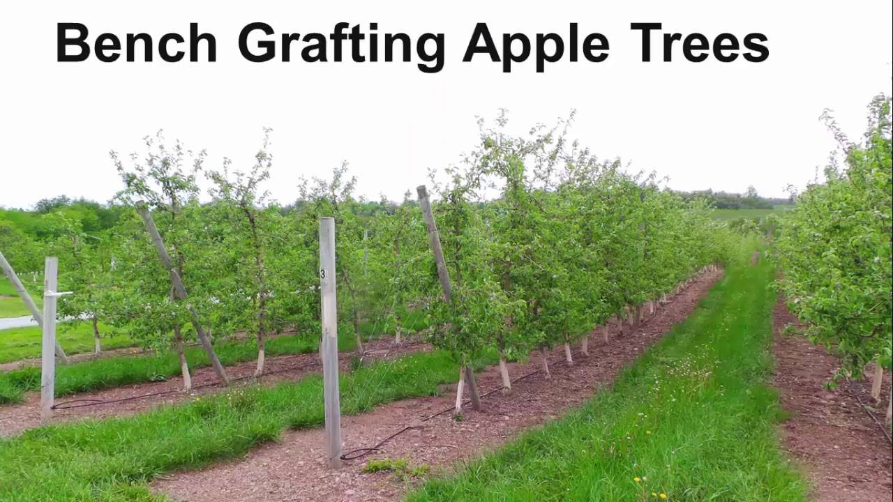 Bench Grafting Tree Fruit