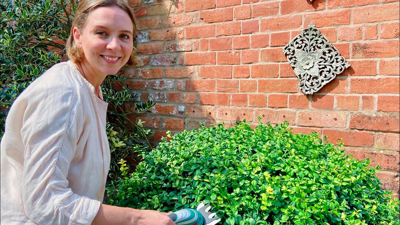 Bosch Isio Review: Shaping Our Boxwood Balls