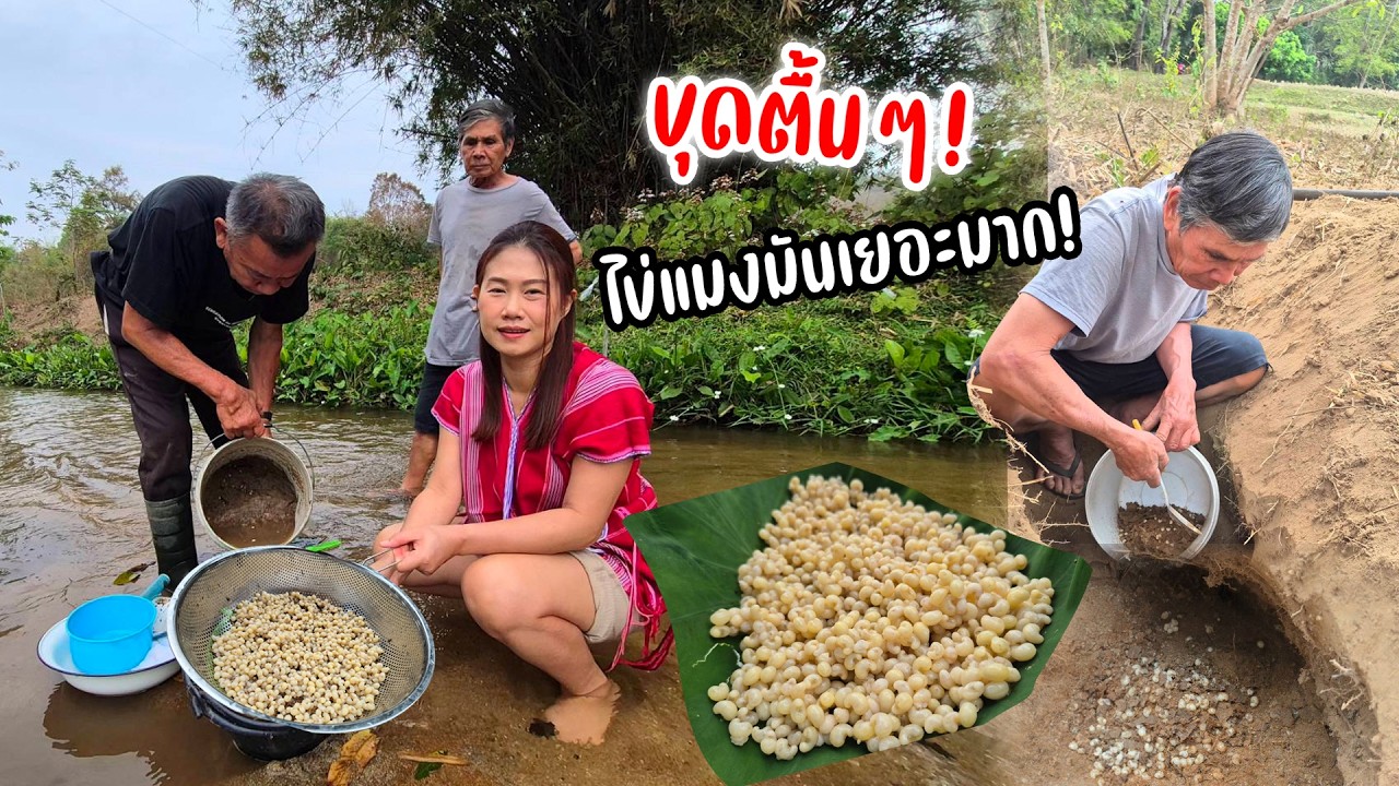 หมายใหม่! ไข่แมงมันริมทุ่ง! อาหารเหลาในดินถิ่นคนล้านนา! ราคาสูง