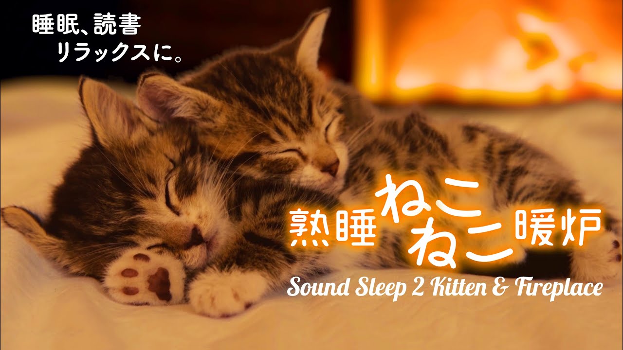 ねこねこ暖炉 [動画版] - 猫のゴロゴロ音と暖炉の音がお部屋を一瞬でリラックス空間に♪　睡眠、作業、読書などにどうぞ【 環境音 猫 癒し fireplace 】😺