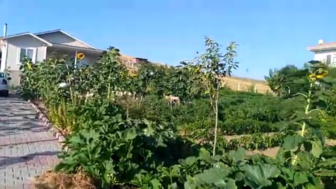 Ankara Lalahan da emeklinin iki dönümlük bahçesi ve müstakil evi