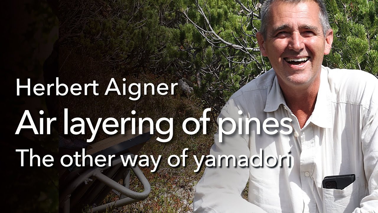 The crazy Bonsai thing - the other way of Yamadori, air layering in the high mountains