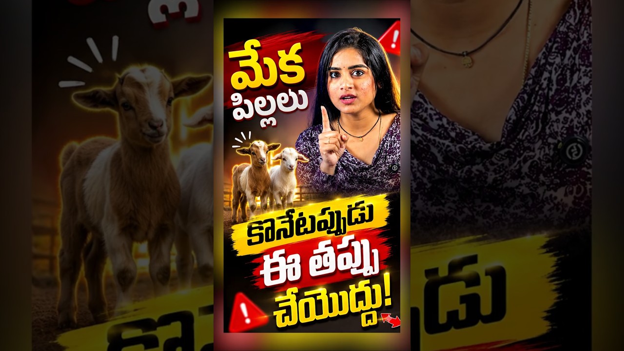 మేక పిల్లలు కొనే ముందు ఈ తప్పు చేయొద్దు! #shorts #businessideas