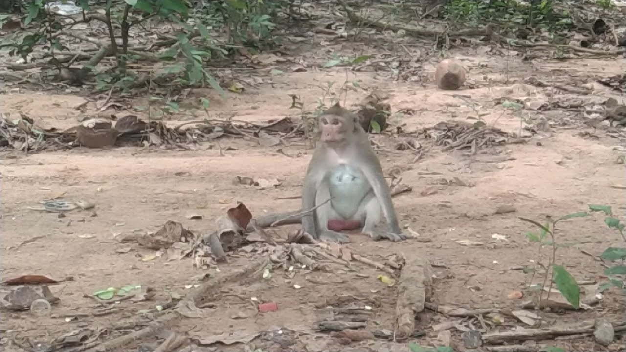 Wow So Younger Female Monkey of Jane during Pregnancy for first time.