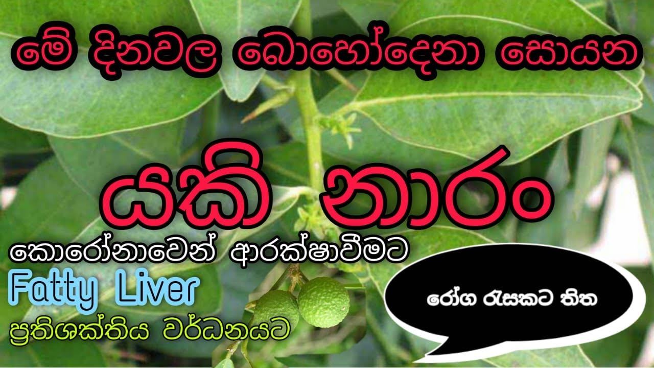 යකිනාරං කොළ කැඳ