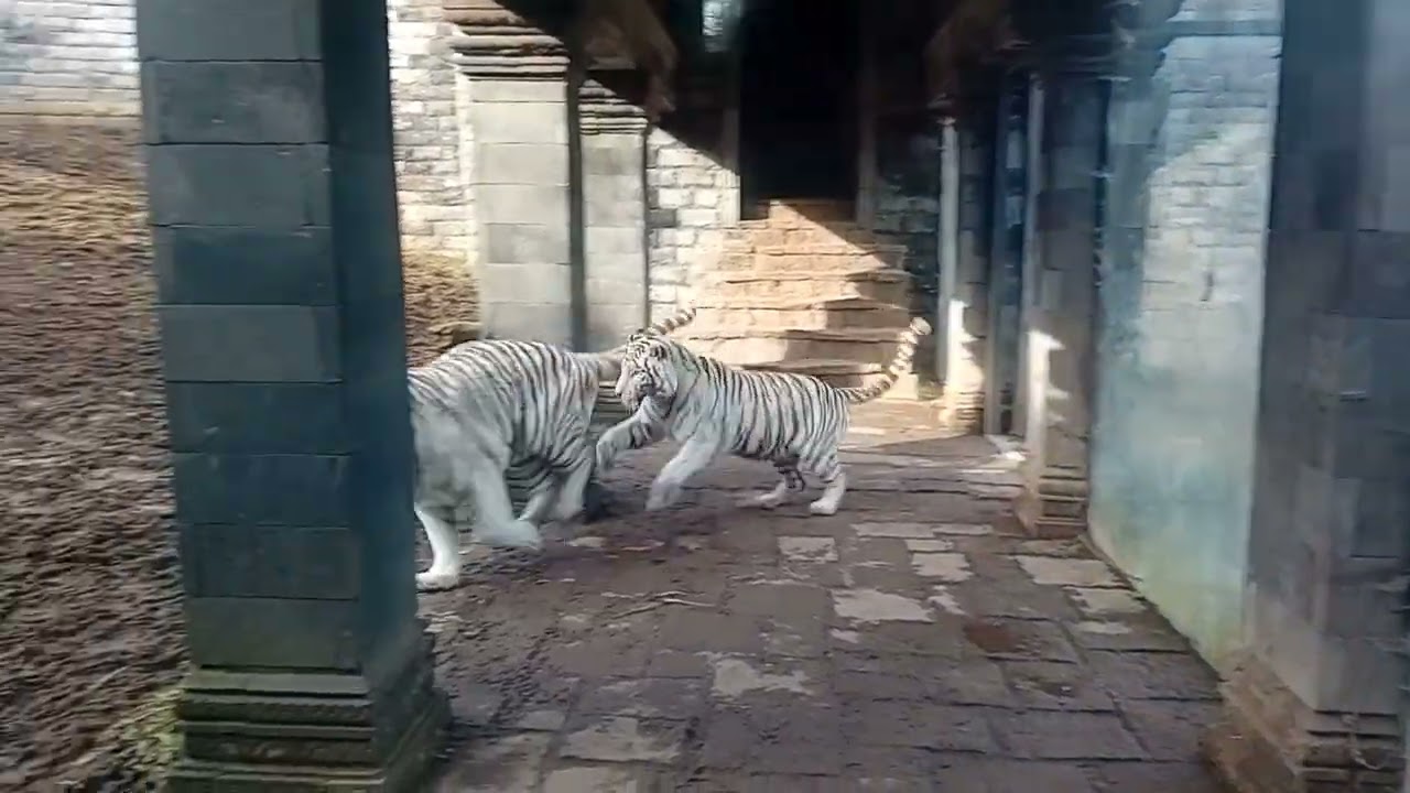 White tigers at the best zoo of Europe pairi daiza at Belgium. 15/2/2026.