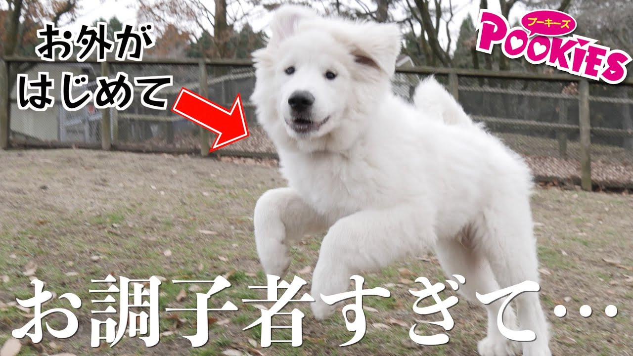 グレートピレニーズの子犬がパワフルすぎて、はじめての外散歩で他の犬を噛んでしまいました…