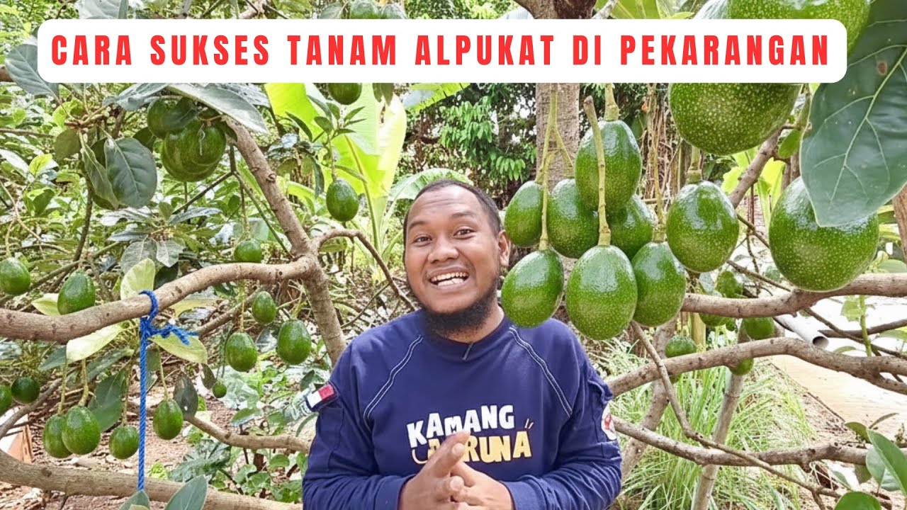 Cara Gampang Tanam Alpukat di Depan Rumah, Pupuk Kandang Berbuah Lebat