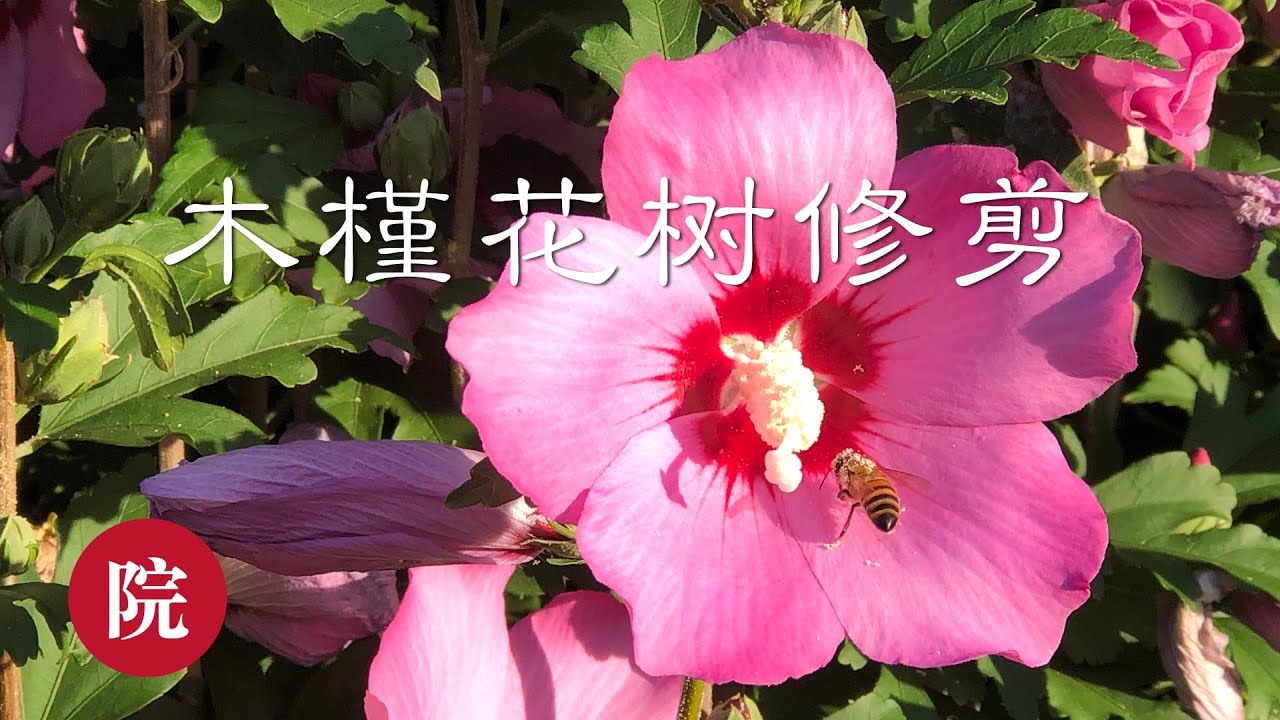 【彬彬有院】花 •304木槿花树秋季修剪