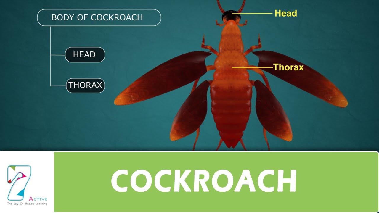 COCKROACH