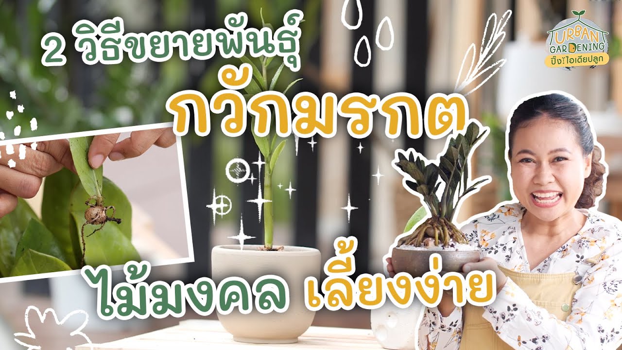 2 วิธีขยายพันธุ์กวักมรกต ต้นไม้มงคล | Urban Gardening ปิ๊ง! ไอเดียปลูก
