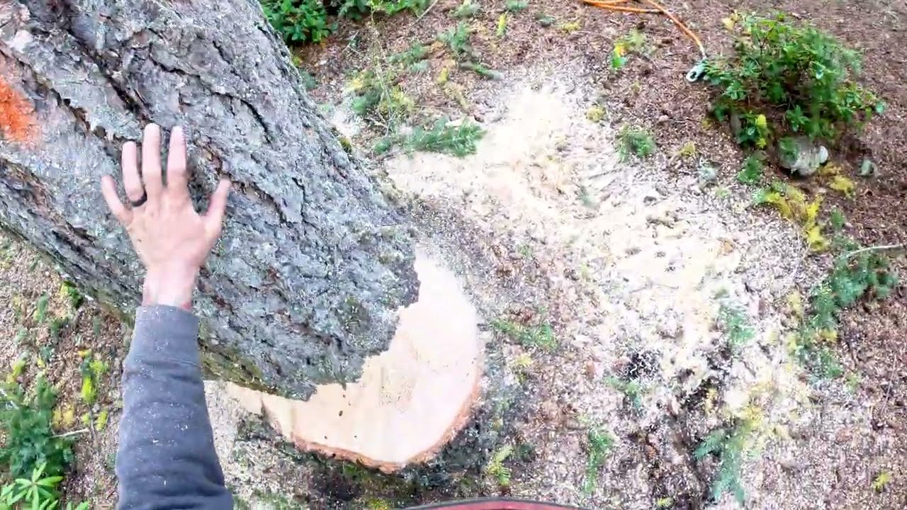 (MCK) Large Fir Tree | CRANE REMOVAL [4K]
