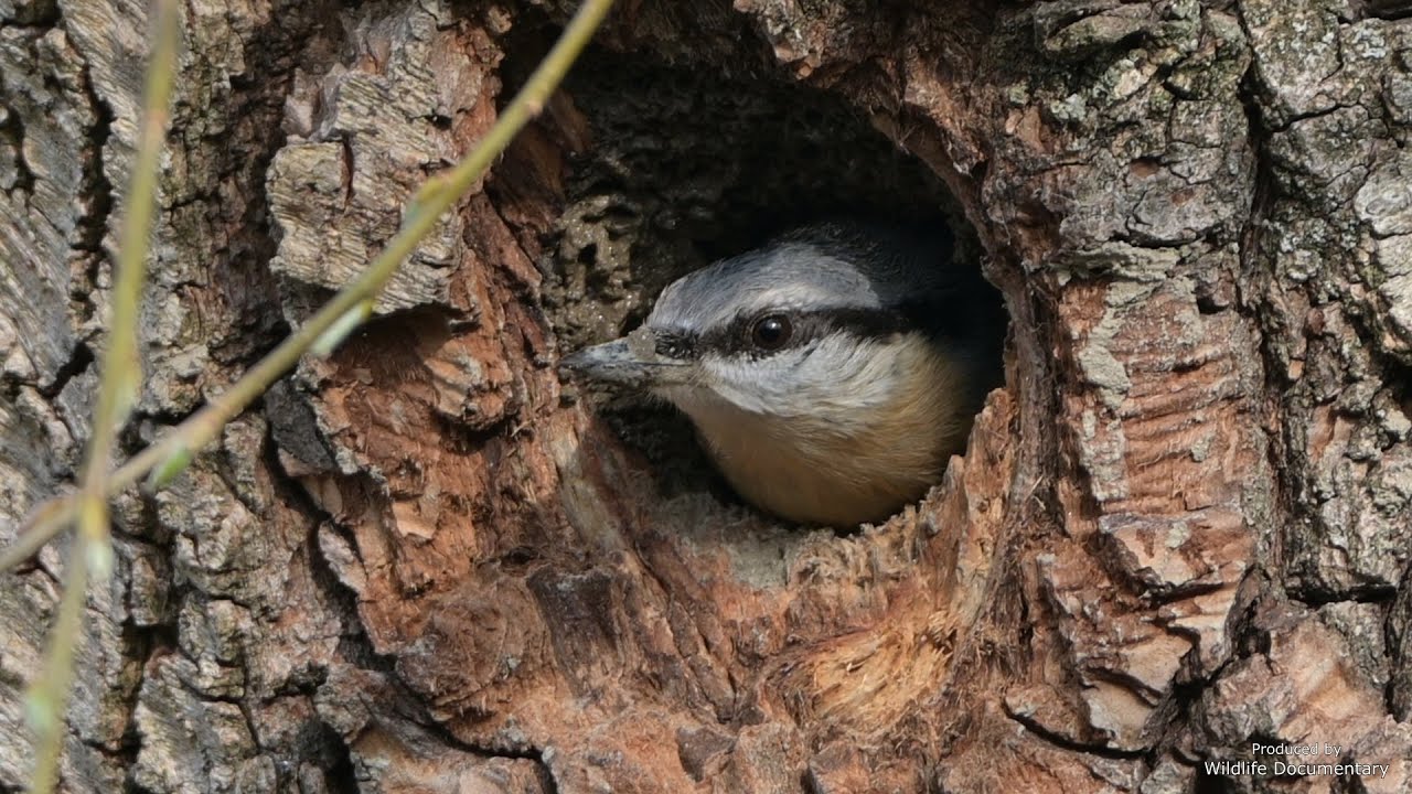 Eurasian Nuthatch - building a nest - Kleiber