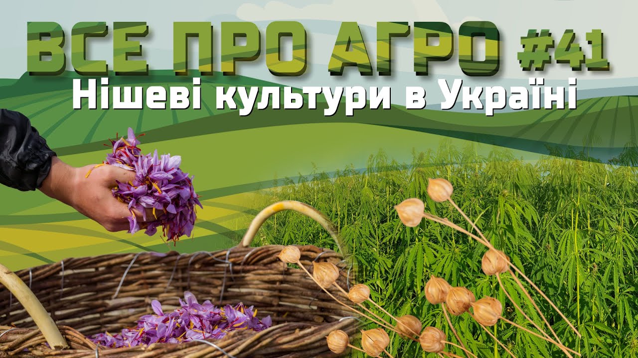 Нішеві культури в Україні: як фермери відкривають нові можливості для агробізнесу |Все про агро #41