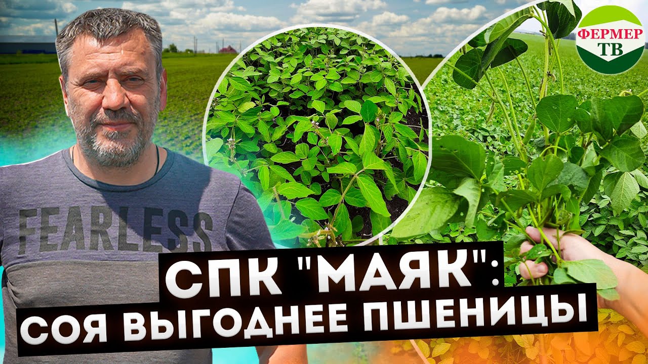 СПК Маяк: Соя выгоднее пшеницы