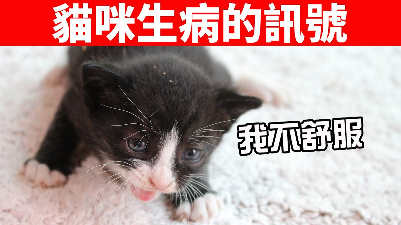 10個貓咪生病的常見訊號，養貓的你一定要懂！【養貓必看EP25】