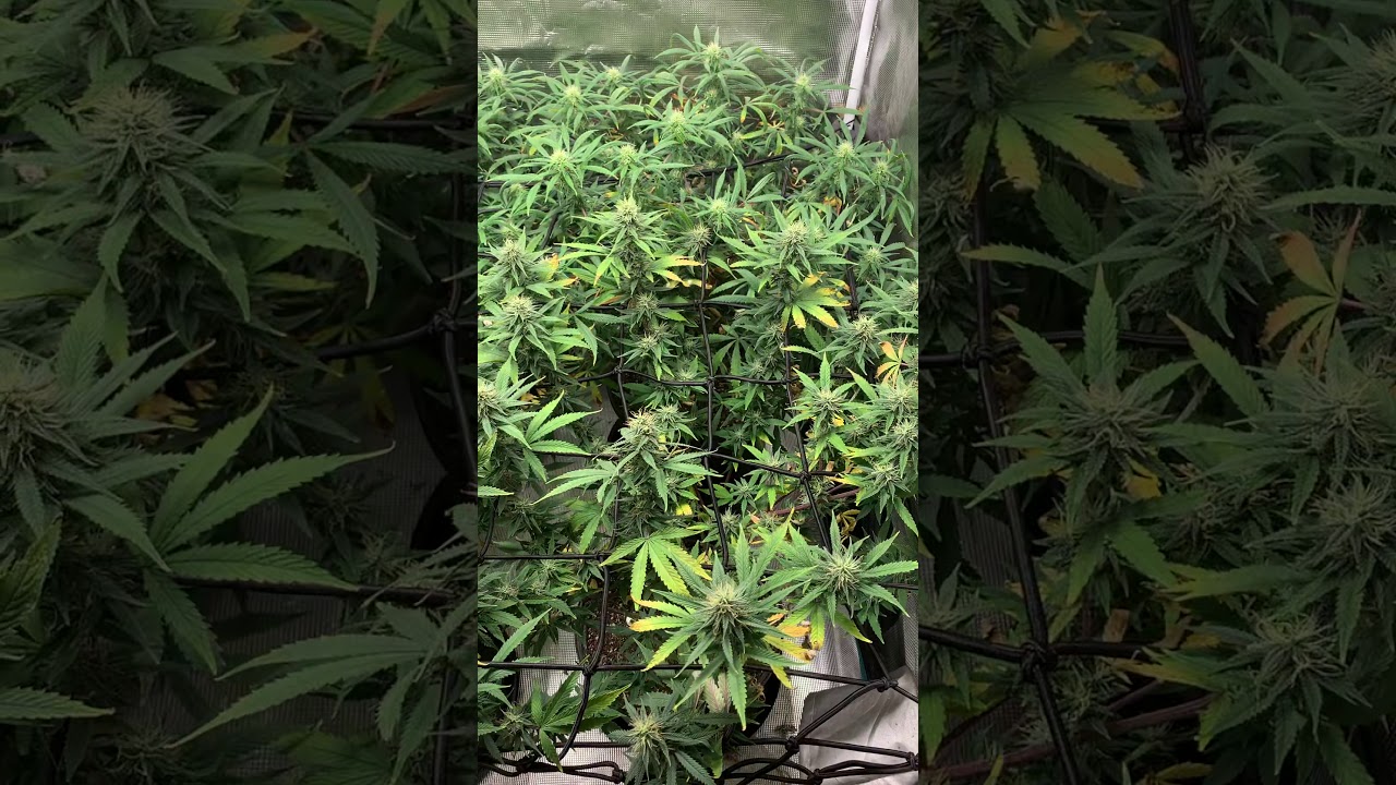 2 Purple Panty Droppers & 2 Fruity Pebbles x Gutters Revenge week 3 flower under the HLG 300