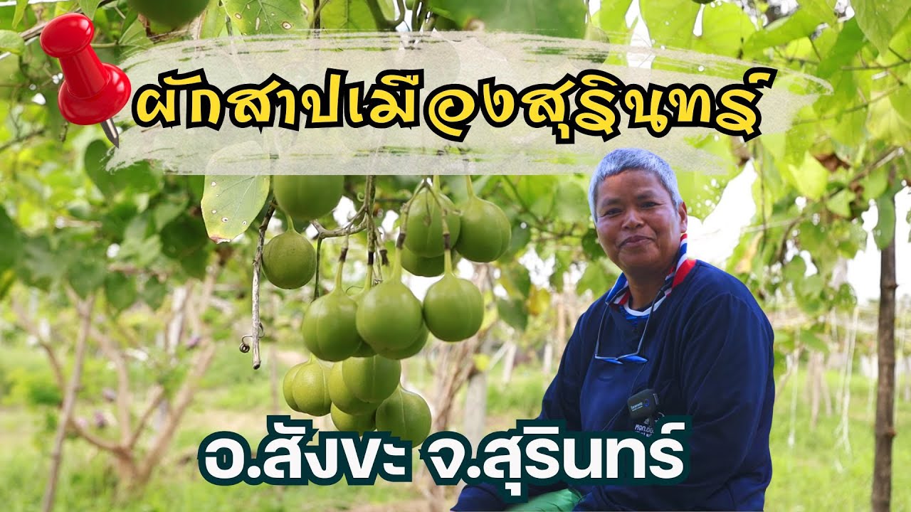 สวนผักสาปเมืองสุรินทร์  (ผักอีนูน)วิธีการปลูก