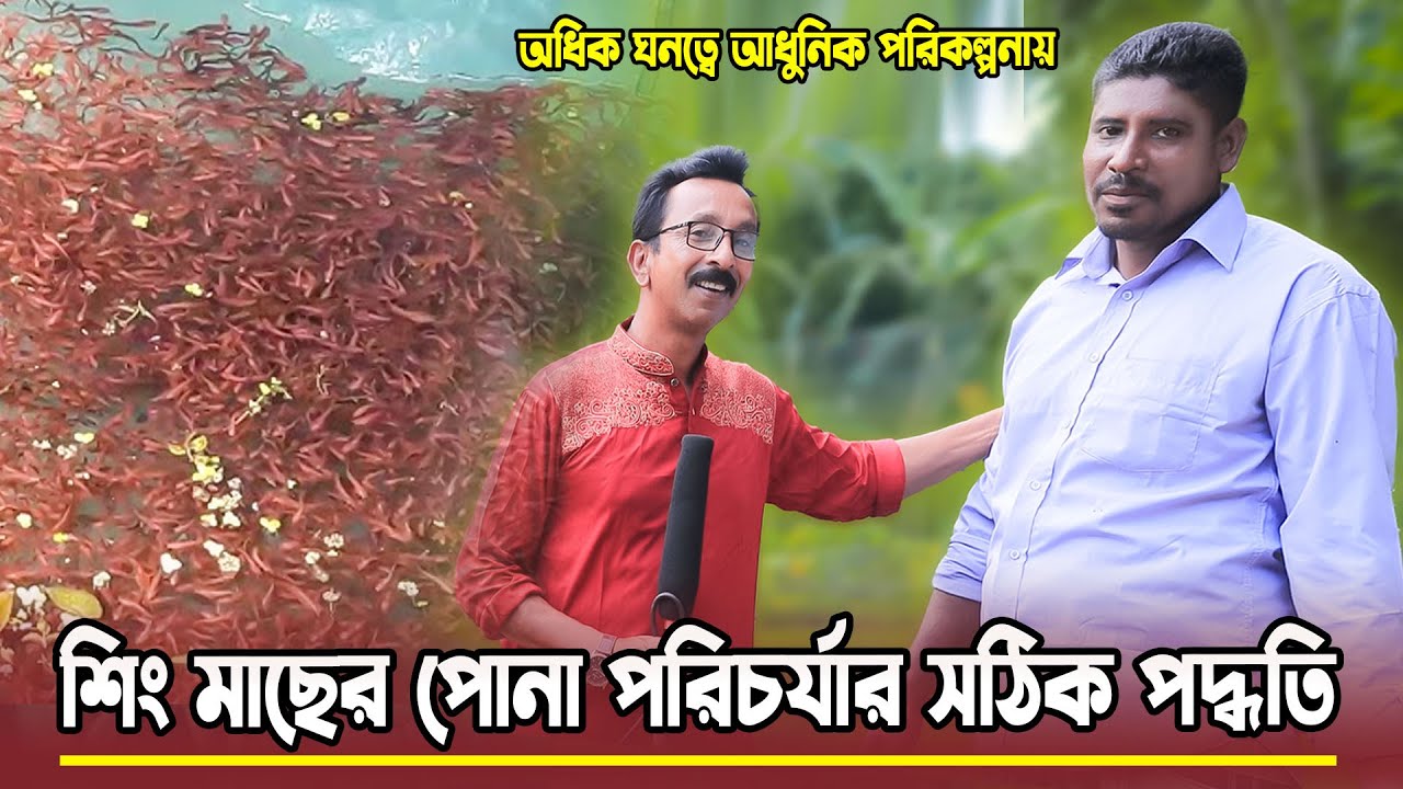 শিং মাছের পোনা চাষের সঠিক পদ্ধতি। Fish Farming 2024 | ক্যাটফিস বি ডি ৪৪৪