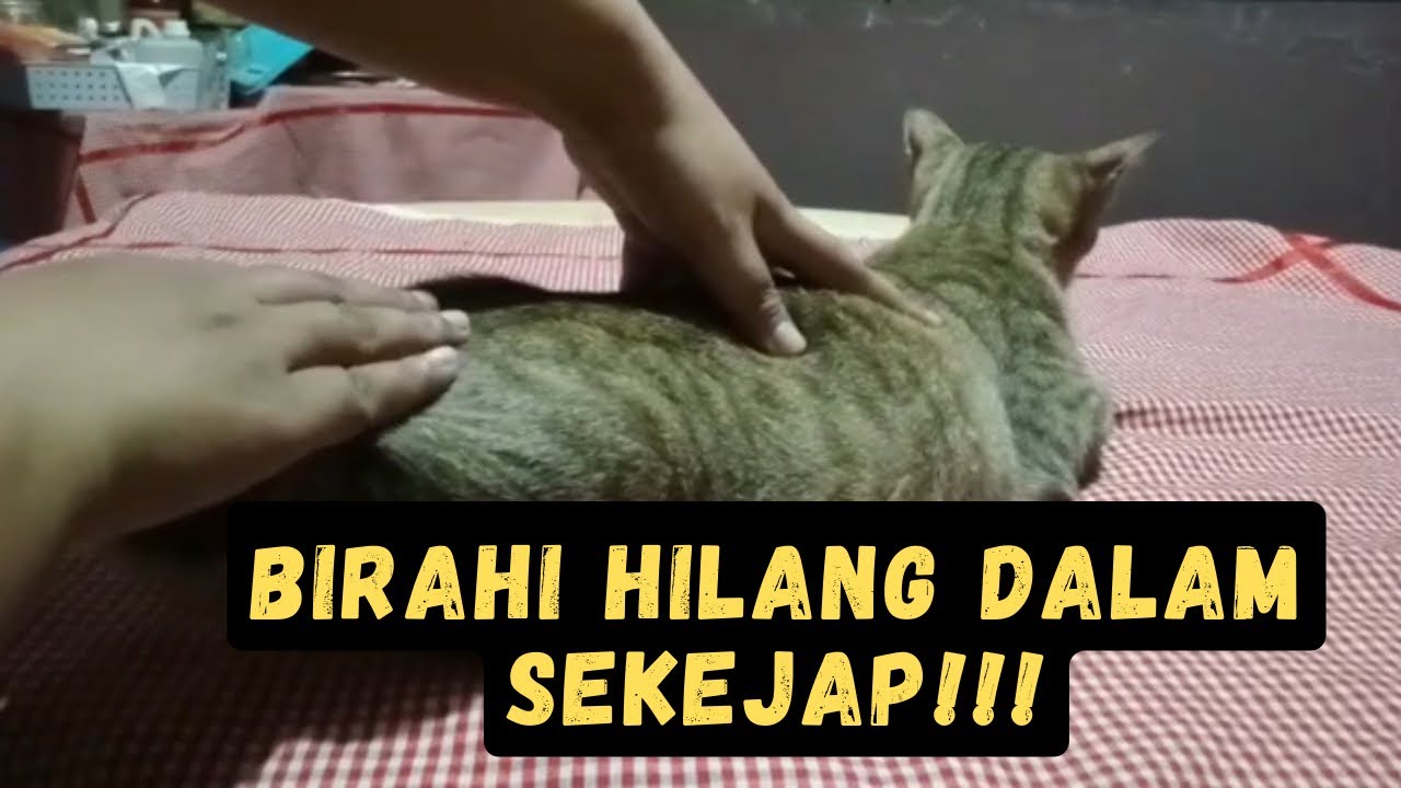 Cara membantu kucing betina yang sedang birahi tanpa kawin !! -tidak menyakiti