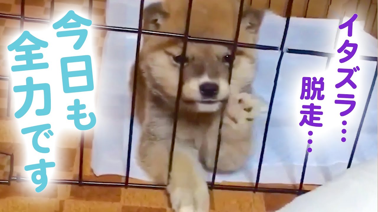 がんばる姿は一人前！ 今日も一生懸命な子犬たち🥺