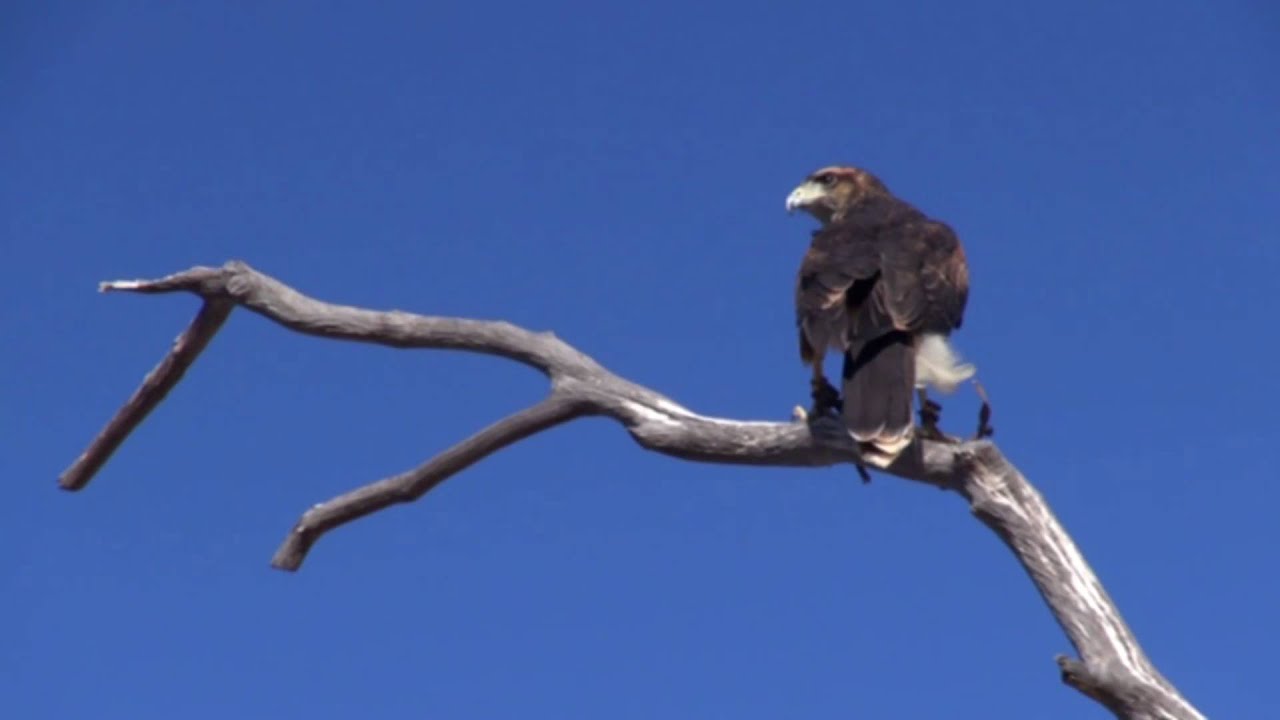 Hawk It To Me! Peruvian Harris's Hawk Experience at Avian Behavior International