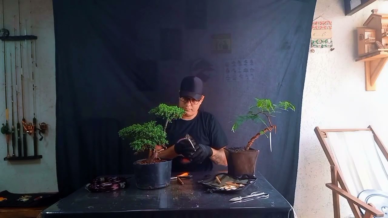 Bonsai Tuia jacaré vídeo 4,  juníperus horizontales,  ESTILIZAÇÃO.  @wanderramos 