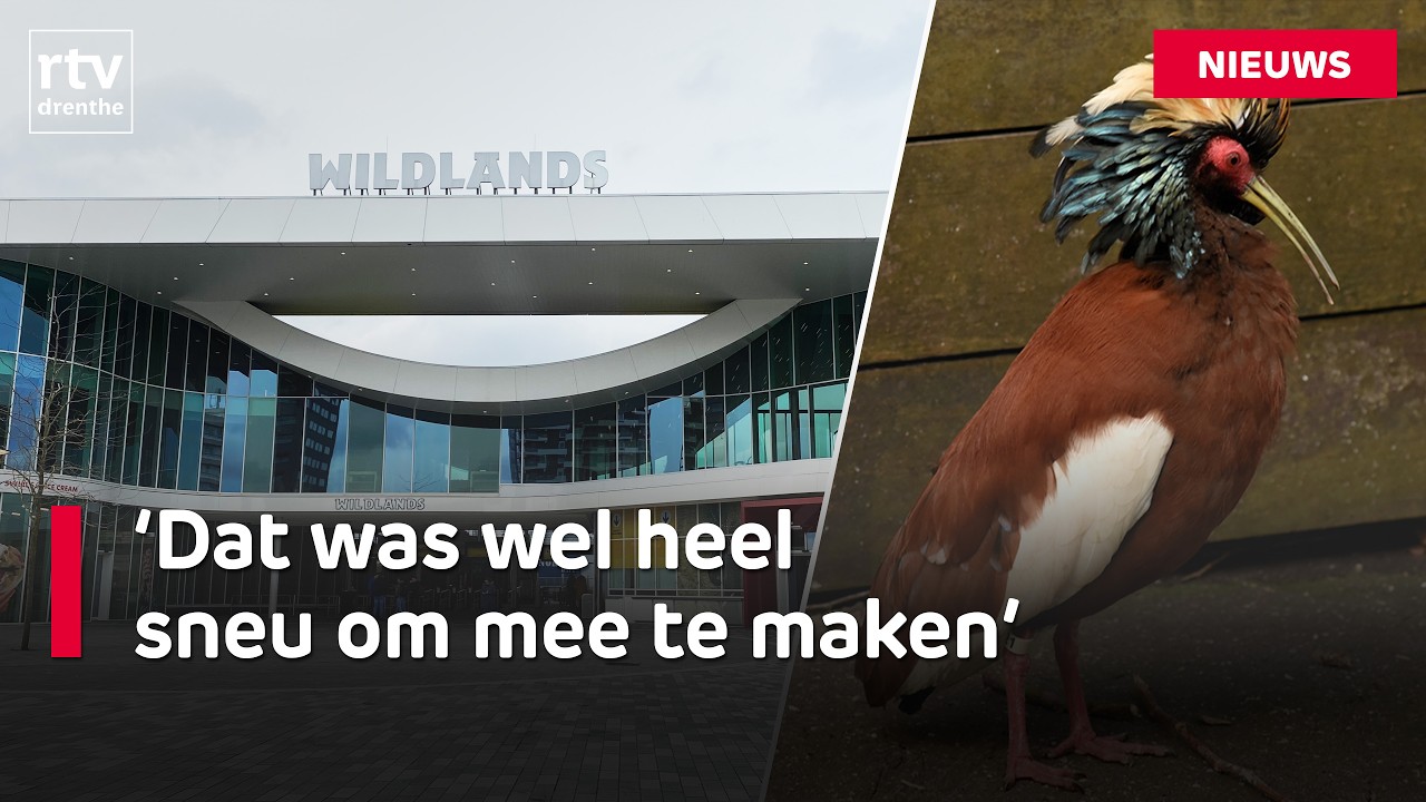 Hele kuifibisfamilie van Wildlands dood | RTV Drenthe