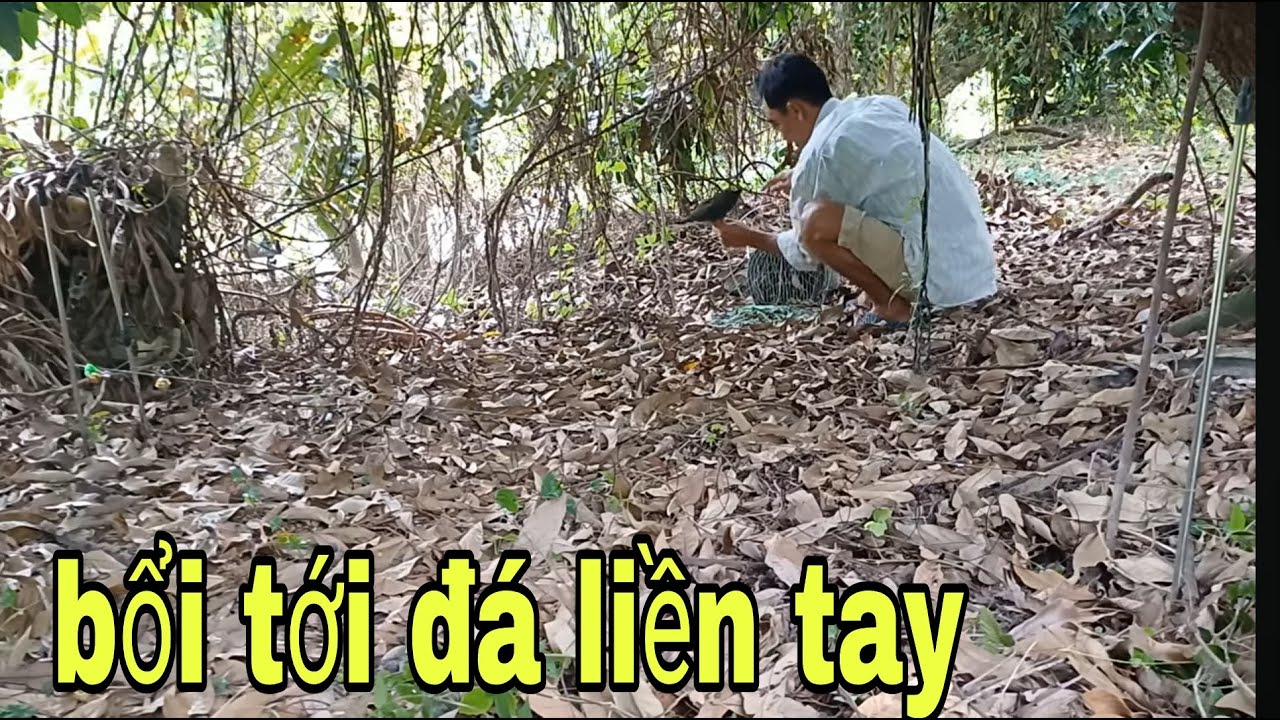 Đơn Thân Độc Mã Vào Khu Vườn Nhãn Bỏ Hoang Gác Quốc Bổi Tới Là Lụm # SĂN BẮT ĐỒNG THÁP #