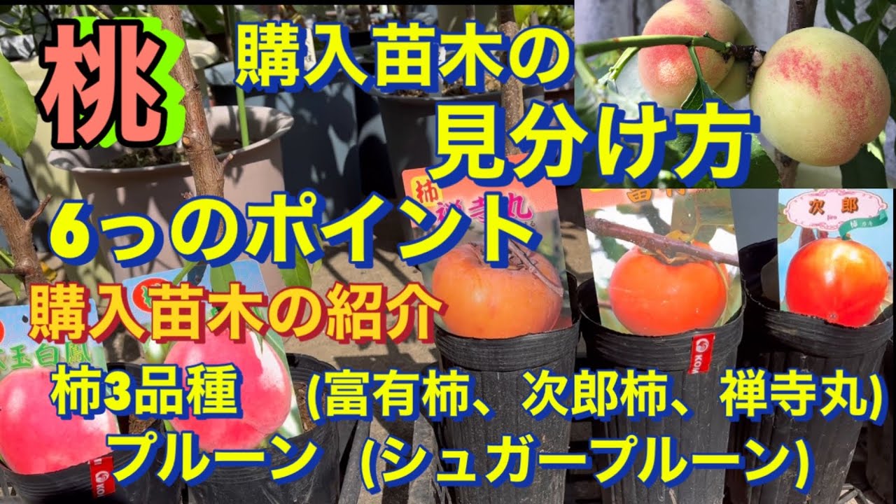 【桃🍑鉢植え栽培】桃、購入苗木の見分け方、６っのポイント、購入苗木の紹介、(富有柿、禅寺丸、次郎柿) 、シュガープルーン、