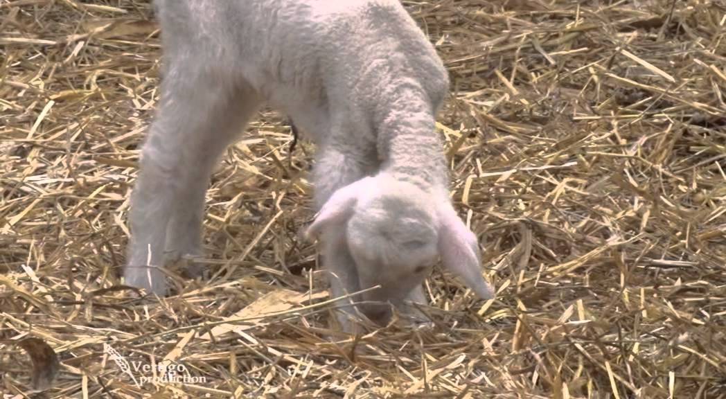 Uzgoj ovaca rase Virtemberg u selu Dolovo   U nasem ataru 568