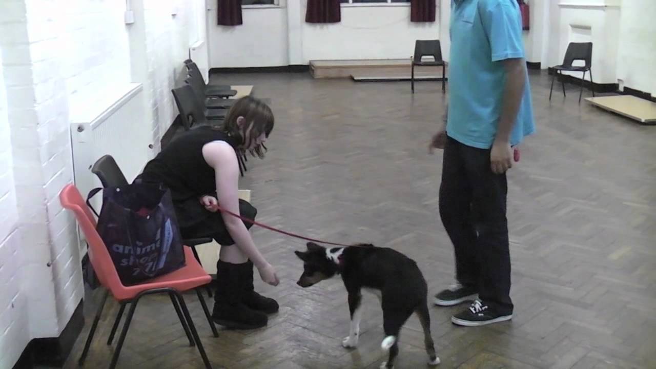 Four Feet on the Floor: Jumping Up Behaviour in Dogs and Puppies