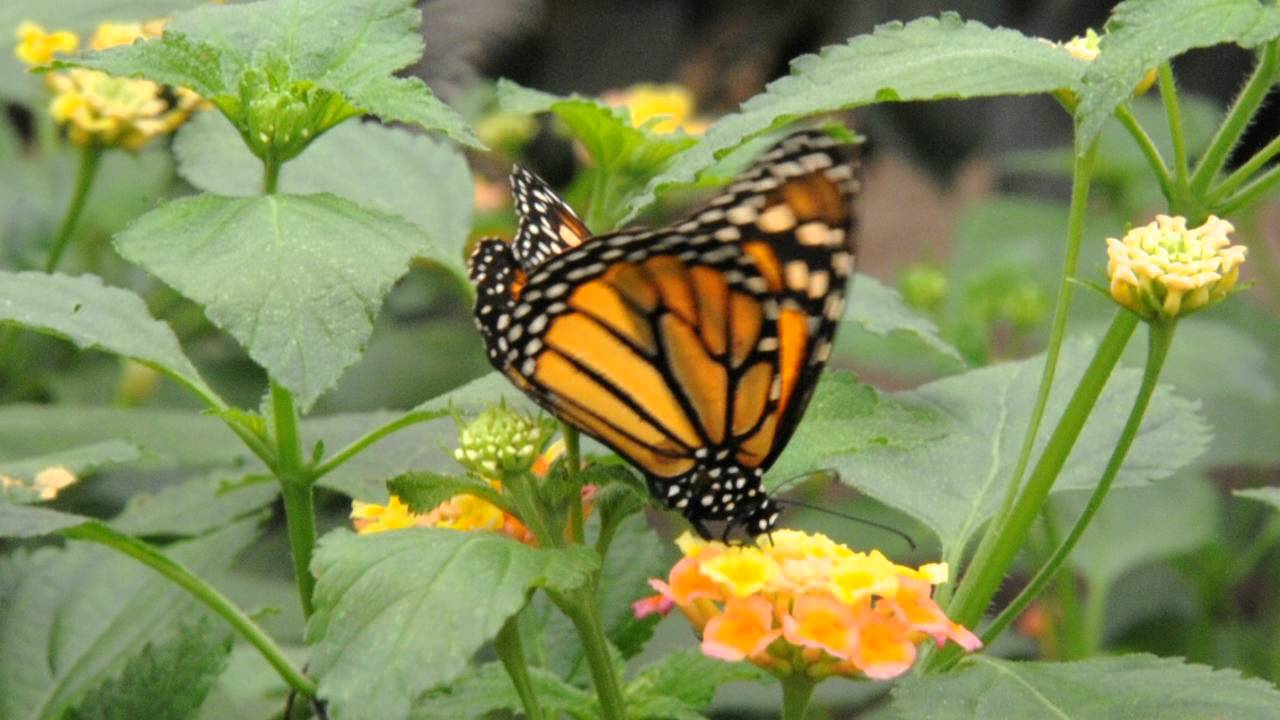 Butterfly feeding Close up