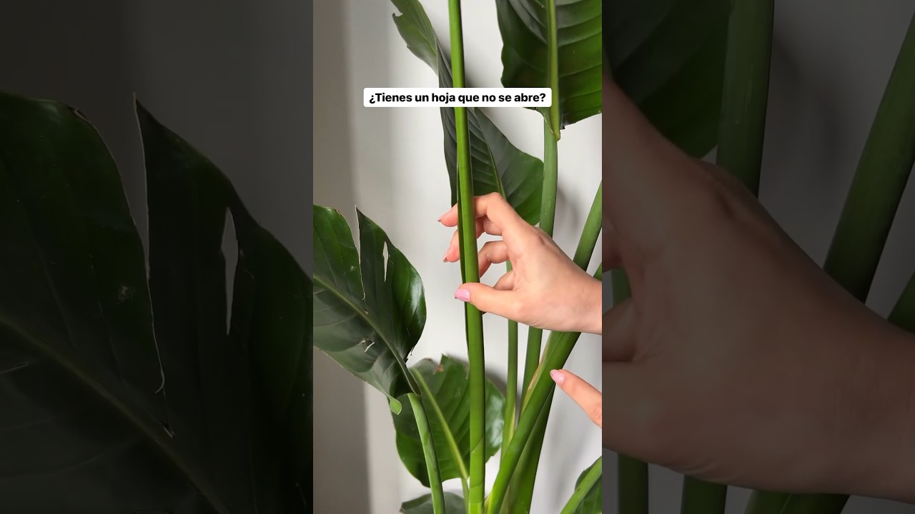 #strelitzia #plantas #plantasdecasa #tutorial