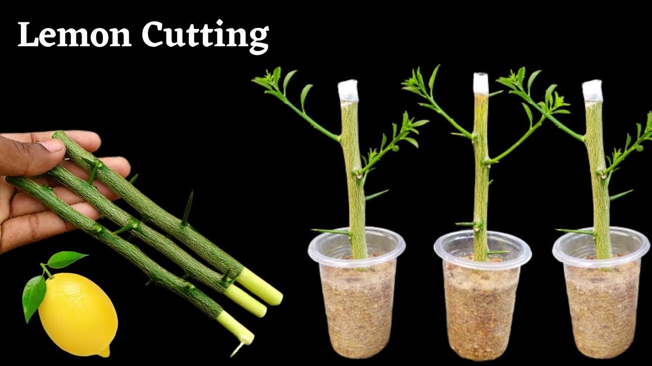 How to propagate lemon tree from cuttings || grow lemon tree cutting