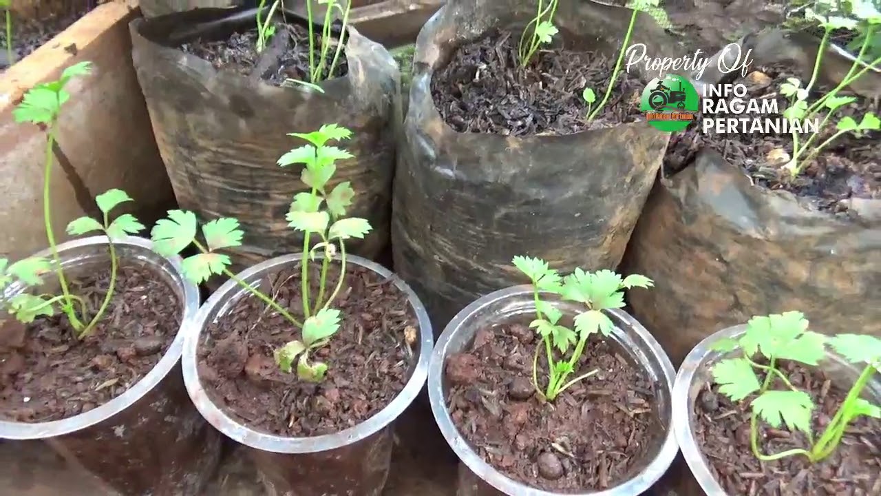Bahan Pupuk SELEDRI  Di Polybag  Agar Cepat Besar