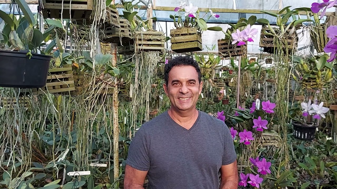 TUDO SOBRE CATTLEYA WALKERIANA POR LUIZ COUTO.