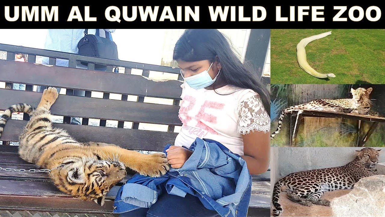 Umm Al Quwain Wild Life Zoo | The Zoo Wild Life Park in Umm Al Quwain | Zoo in UAE | UAQ Zoo
