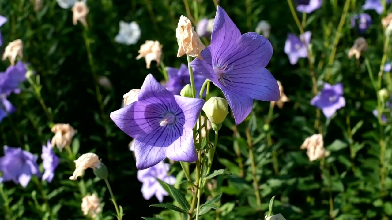 Purple Flower Blooming ✨|| Cinematic video ||  4Kvideos || HD