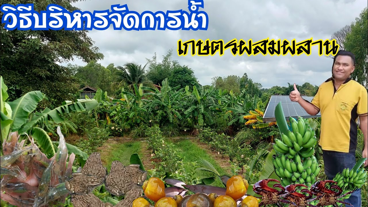 ระบบจัดการน้ำเกษตรผสมผสาน||มีน้ำใช้ฤดูแล้งแบบมั่นคงยั่งยืน#เกษตรอินทรีย์