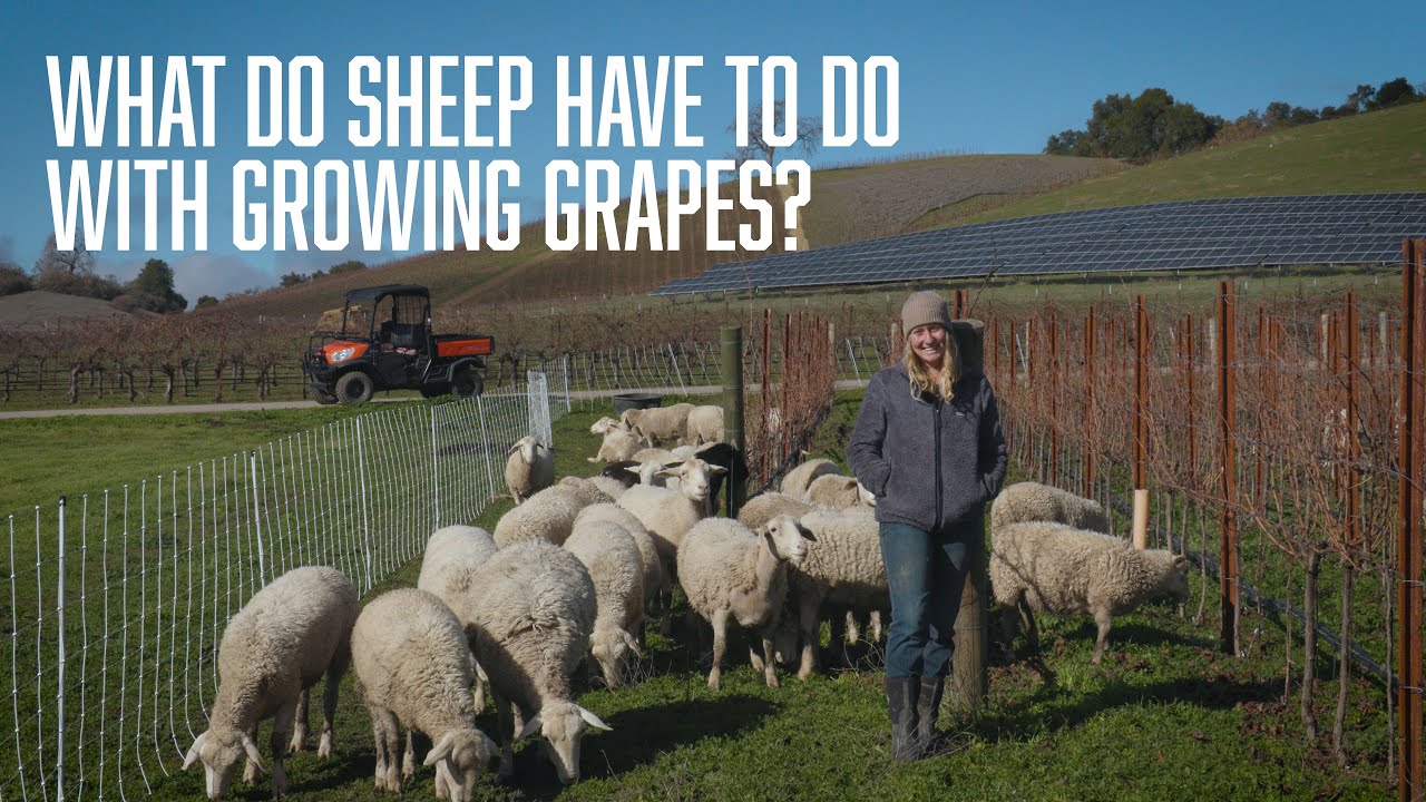 What Do Sheep Have To Do With Growing Grapes?